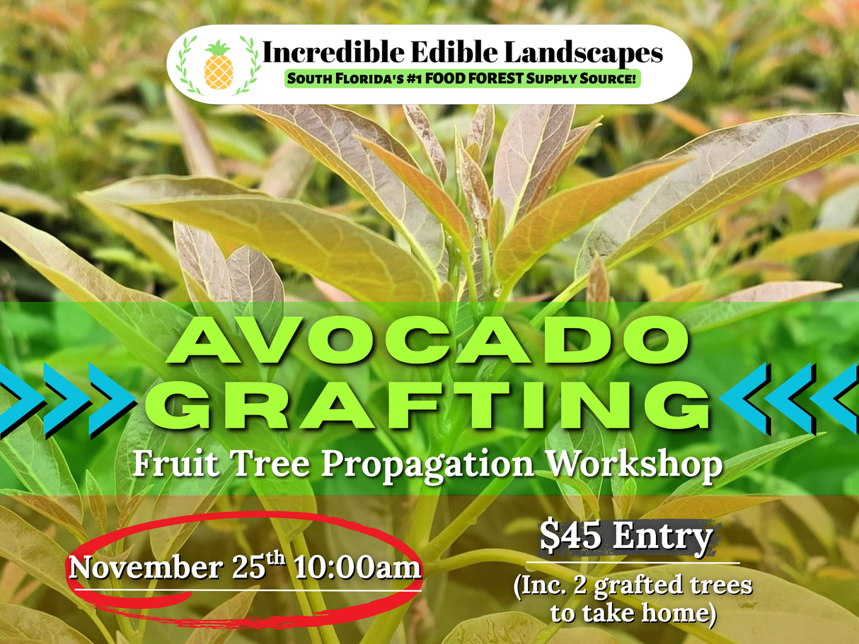 Avocado Grafting Workshop - November 25th @ 10 am
