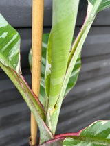 Banana - Musa ‘Florida‘ (variegated)