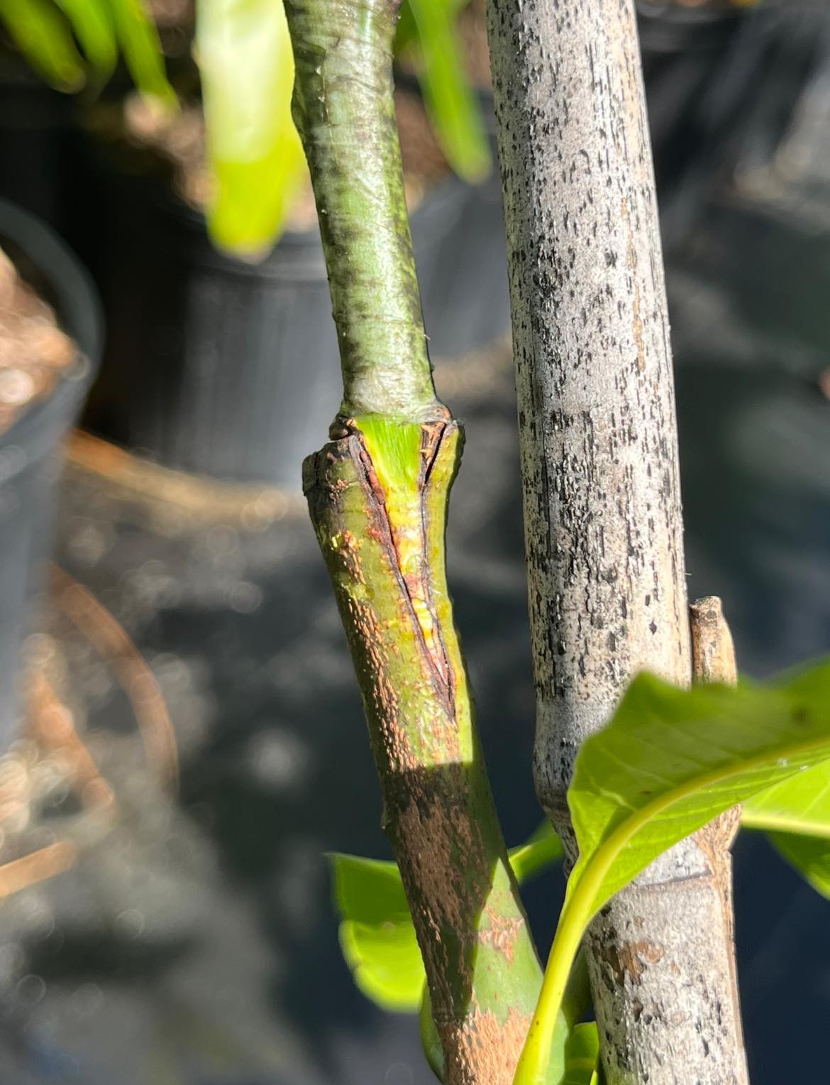 Intro To Grafting workshop – September 6th @ 9:30am