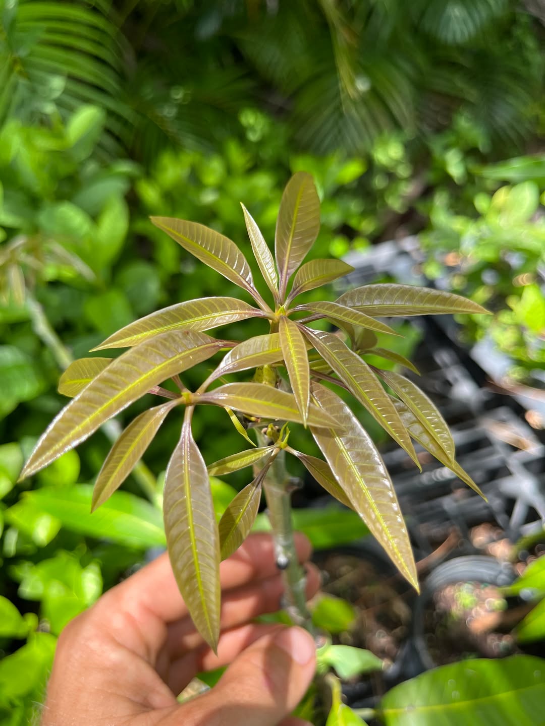 Intro To Grafting workshop – September 6th @ 9:30am