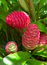 Shampoo Ginger Plant