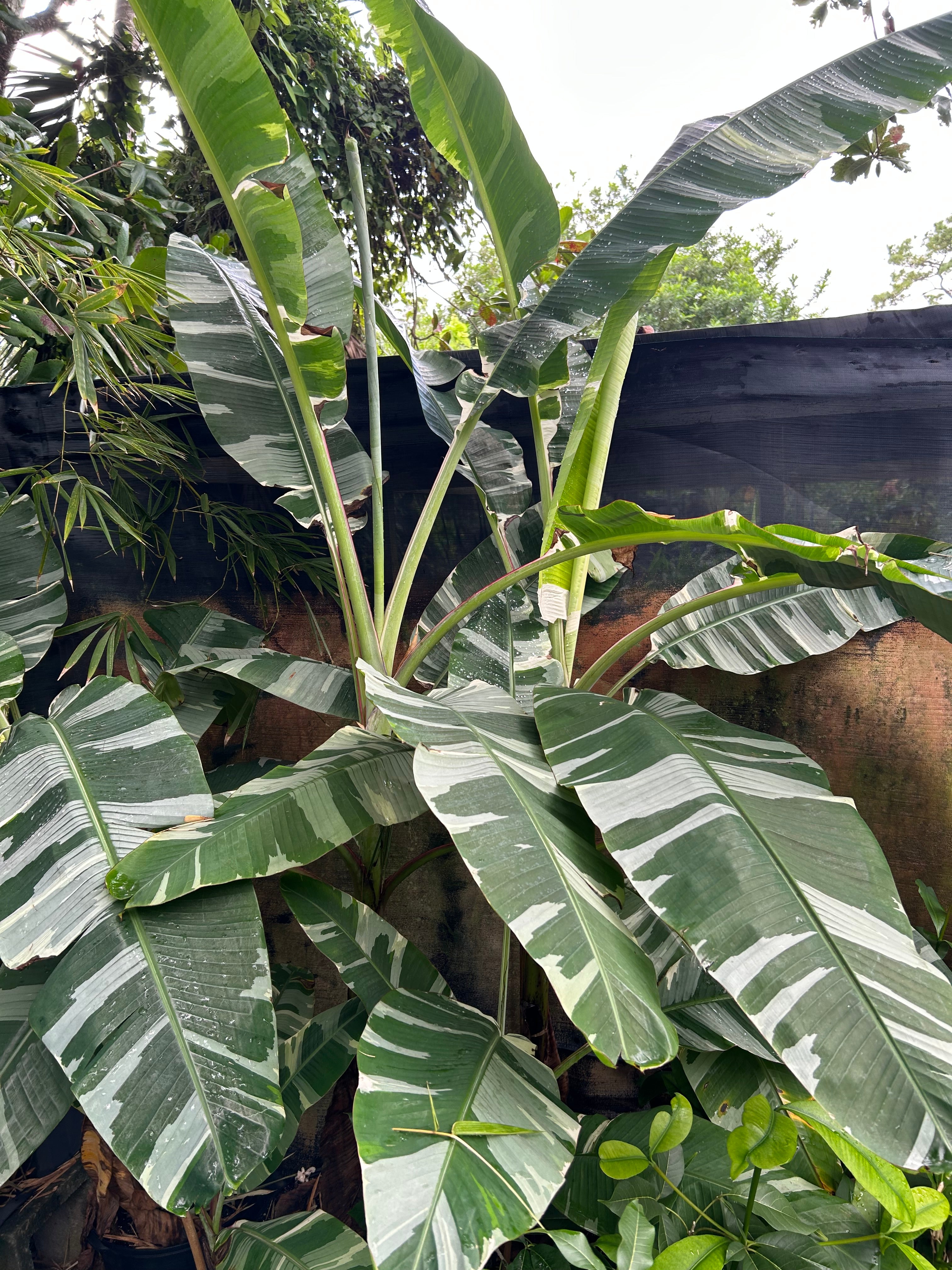 Banana - Musa 'Florida' (variegated) – Incredible Edible Landscapes