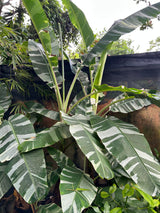 Banana - Musa ‘Florida‘ (variegated)