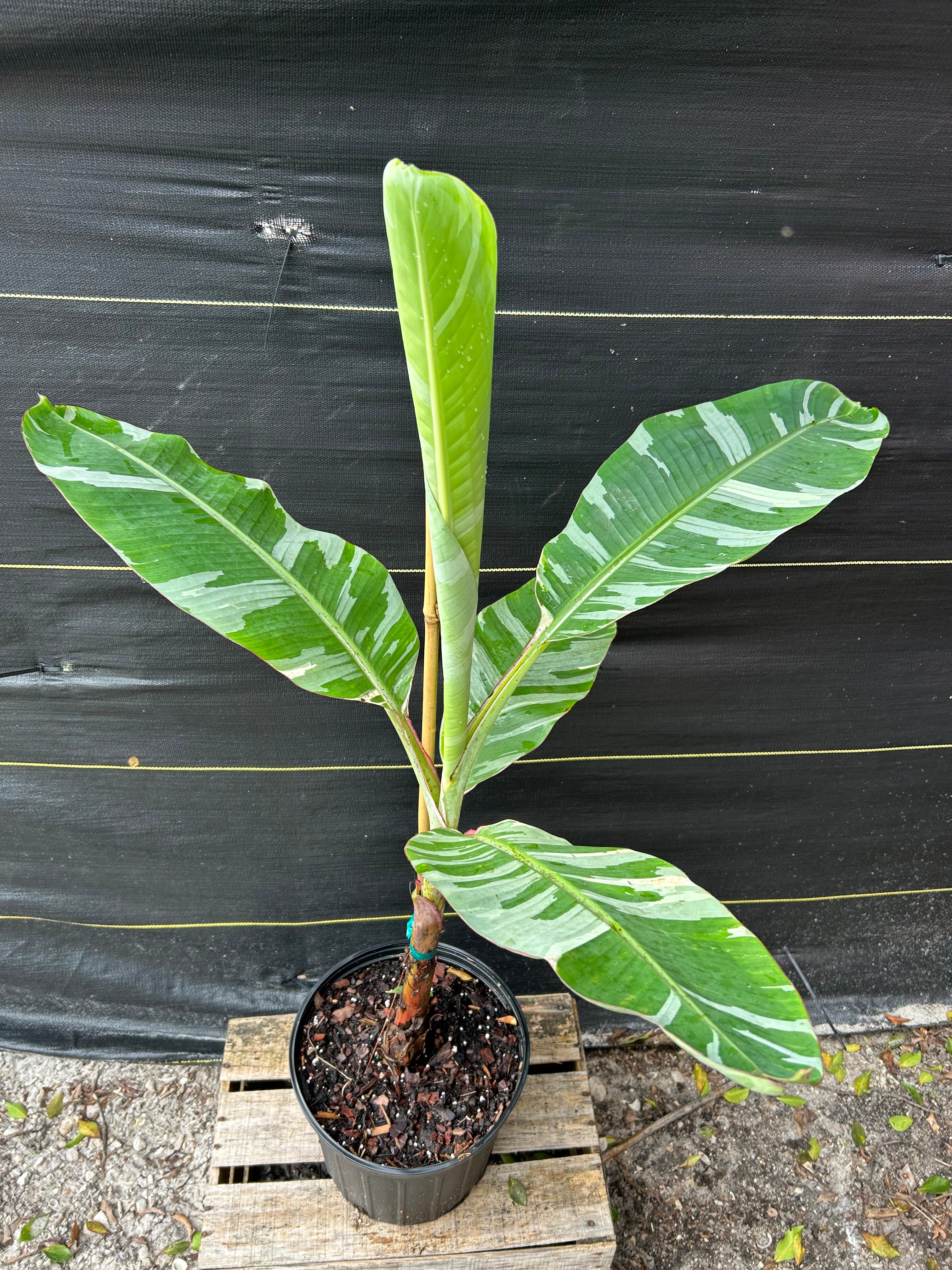 Banana - Musa 'Florida' (variegated) – Incredible Edible