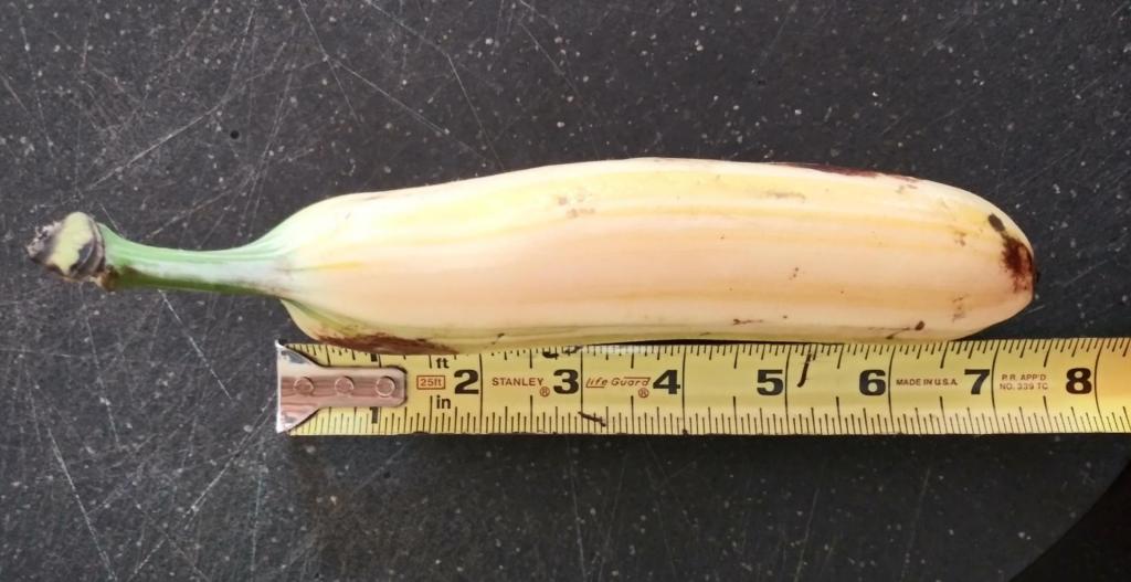 Banana - Musa ‘Florida‘ (variegated)