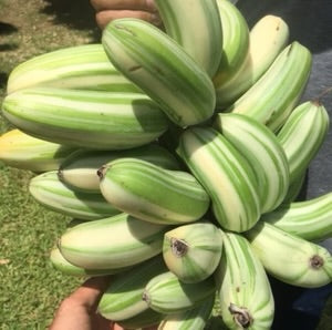 Banana - Musa ‘Florida‘ (variegated)