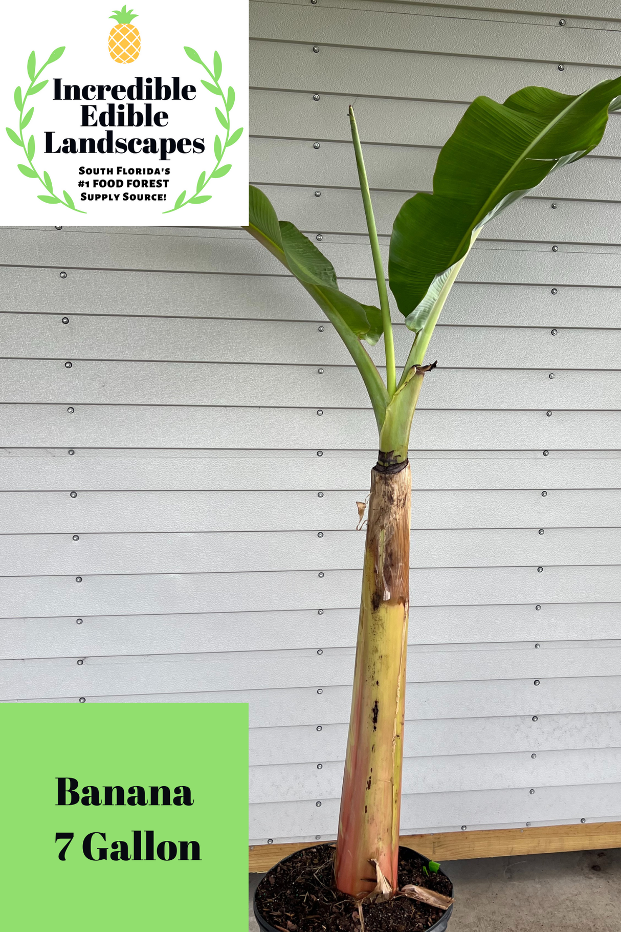 Banana Plant 'Dwarf Brazilian'