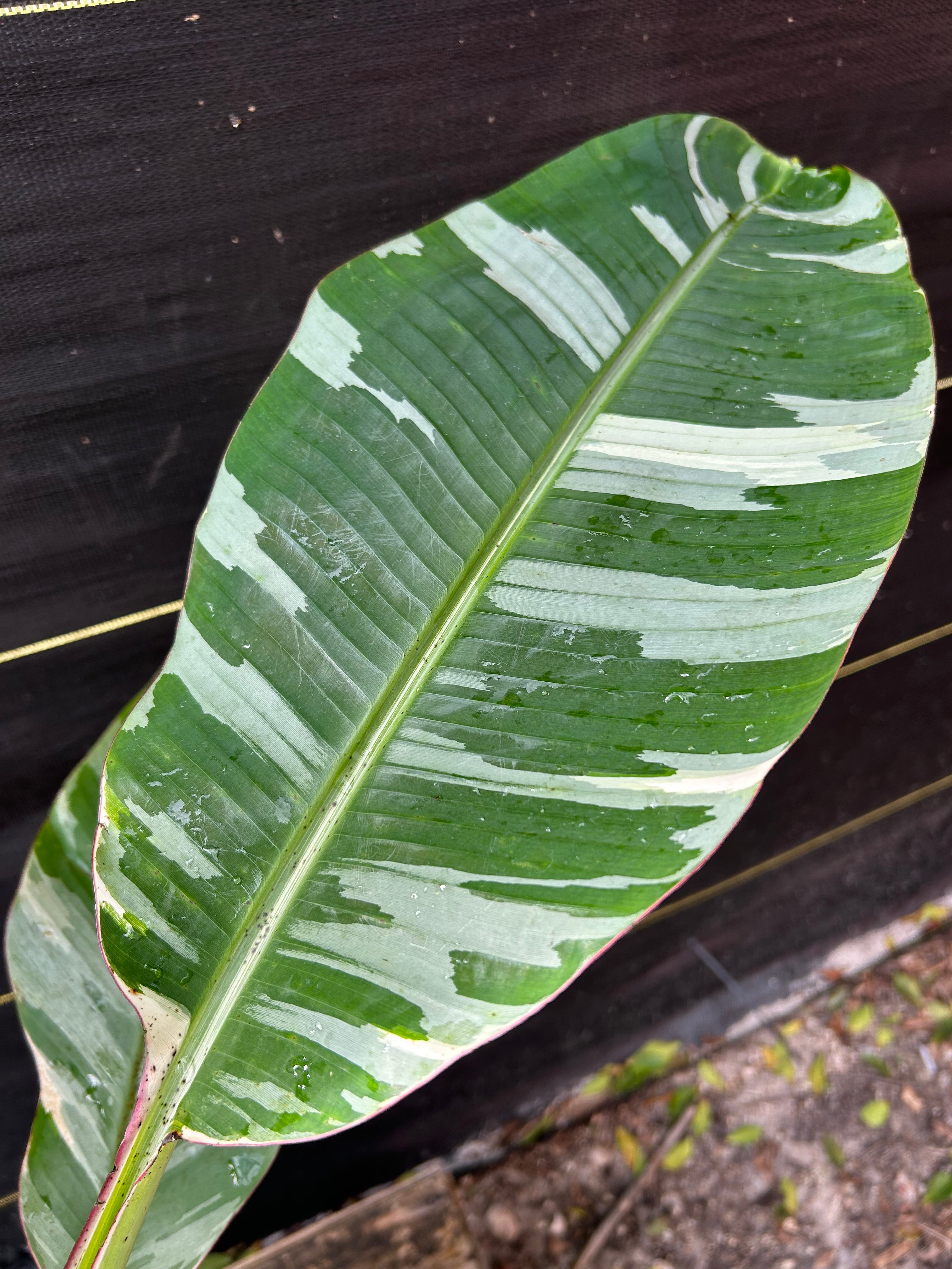 Banana - Musa 'Florida' (variegated) – Incredible Edible Landscapes