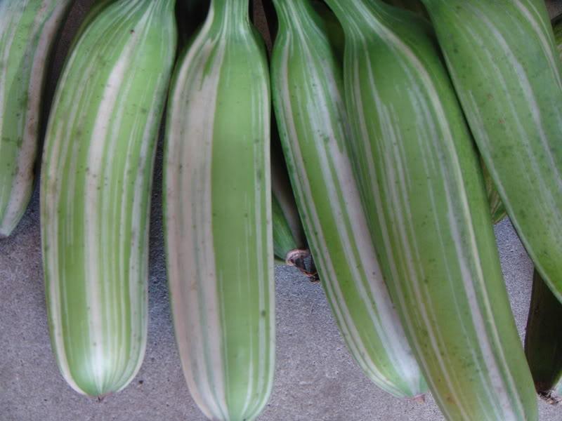 Banana - Musa ‘Florida‘ (variegated)