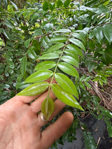Beach Cambuca (Myrciaria strigipes)