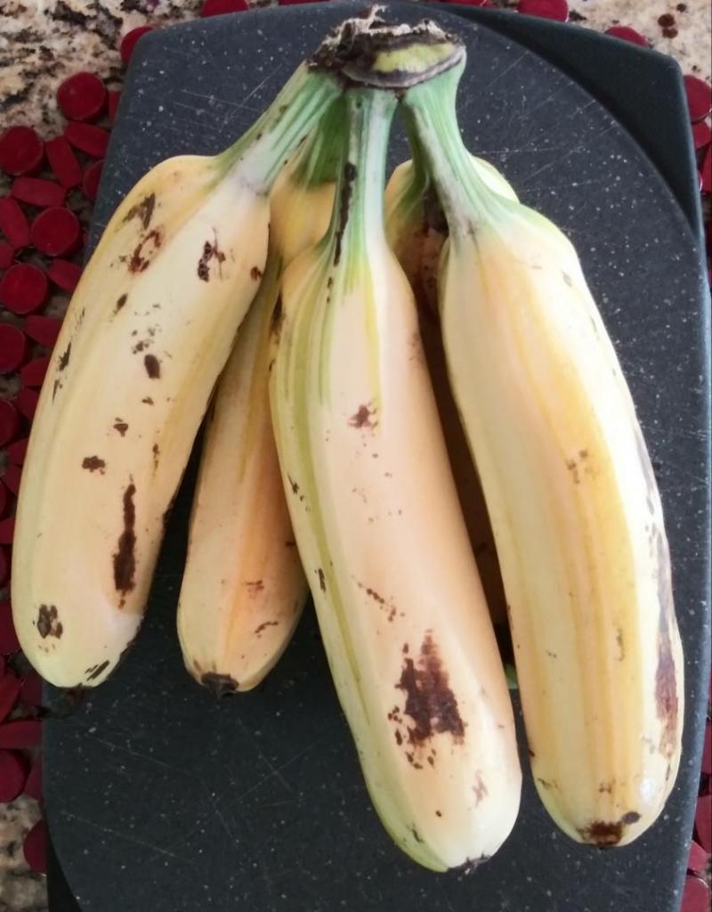 Banana - Musa ‘Florida‘ (variegated)
