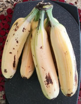 Banana - Musa ‘Florida‘ (variegated)