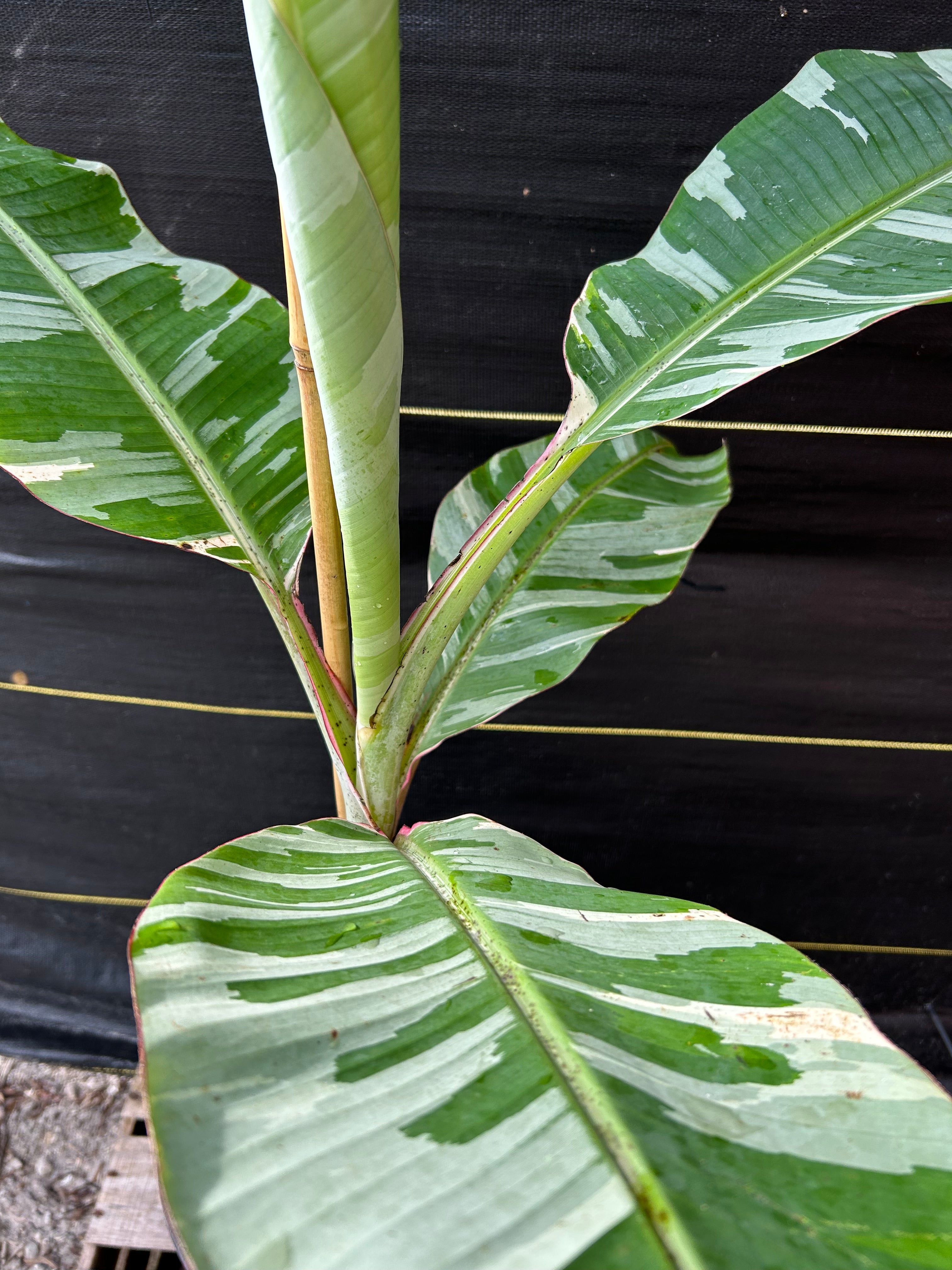 Banana - Musa 'Florida' (variegated) – Incredible Edible Landscapes