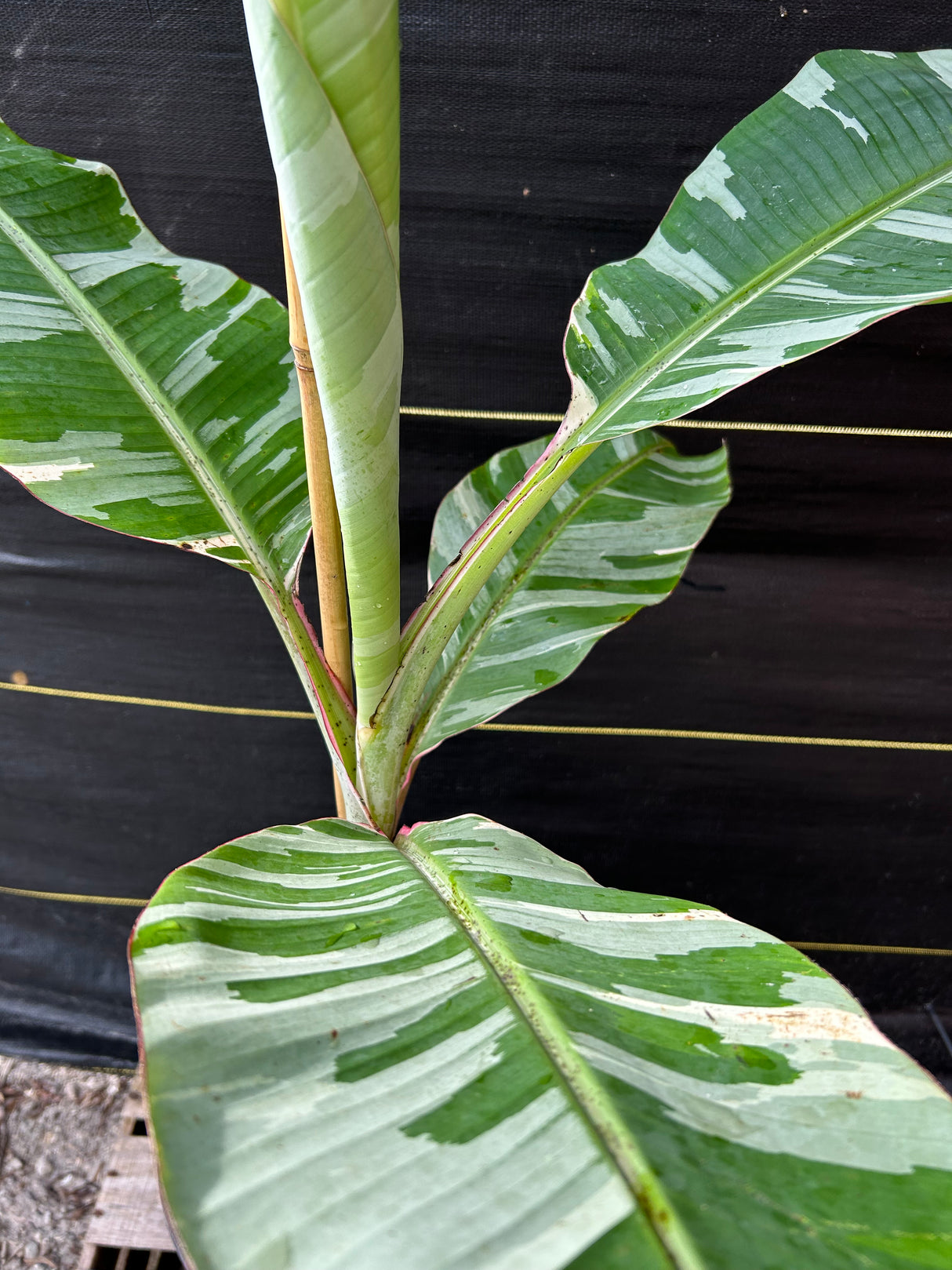 Banana - Musa ‘Florida‘ (variegated)