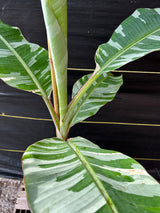 Banana - Musa ‘Florida‘ (variegated)