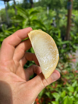 Abiu Tree