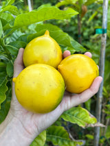 Abiu Tree
