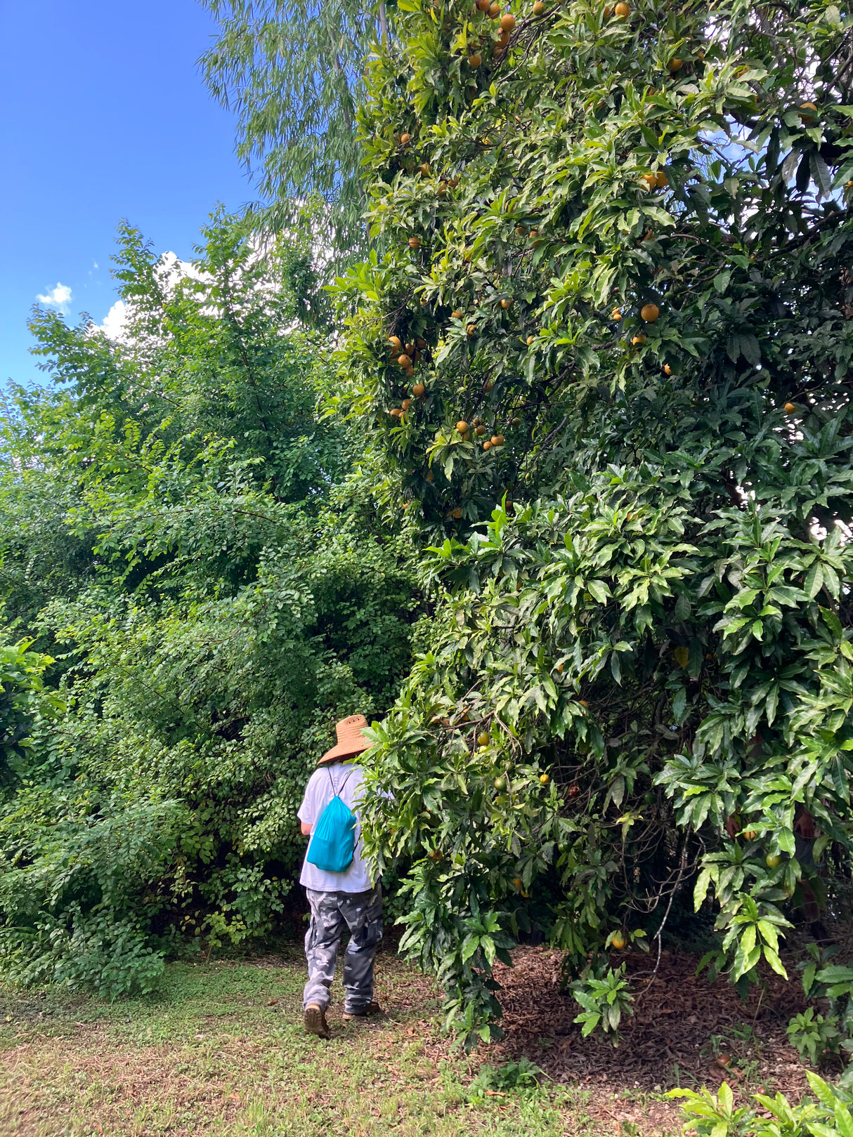 Abiu Tree