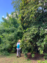 Abiu Tree