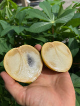 Abiu Tree