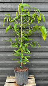 Achachairu Tree