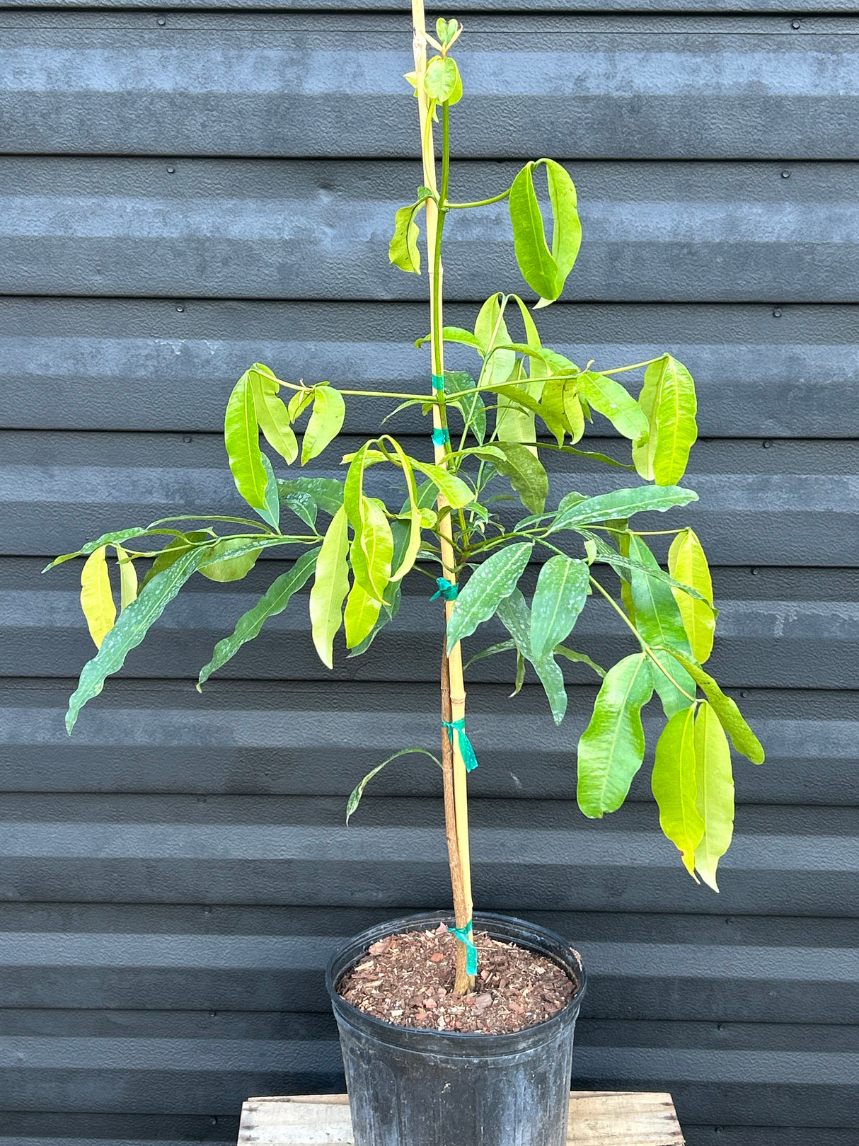 Achachairu Tree