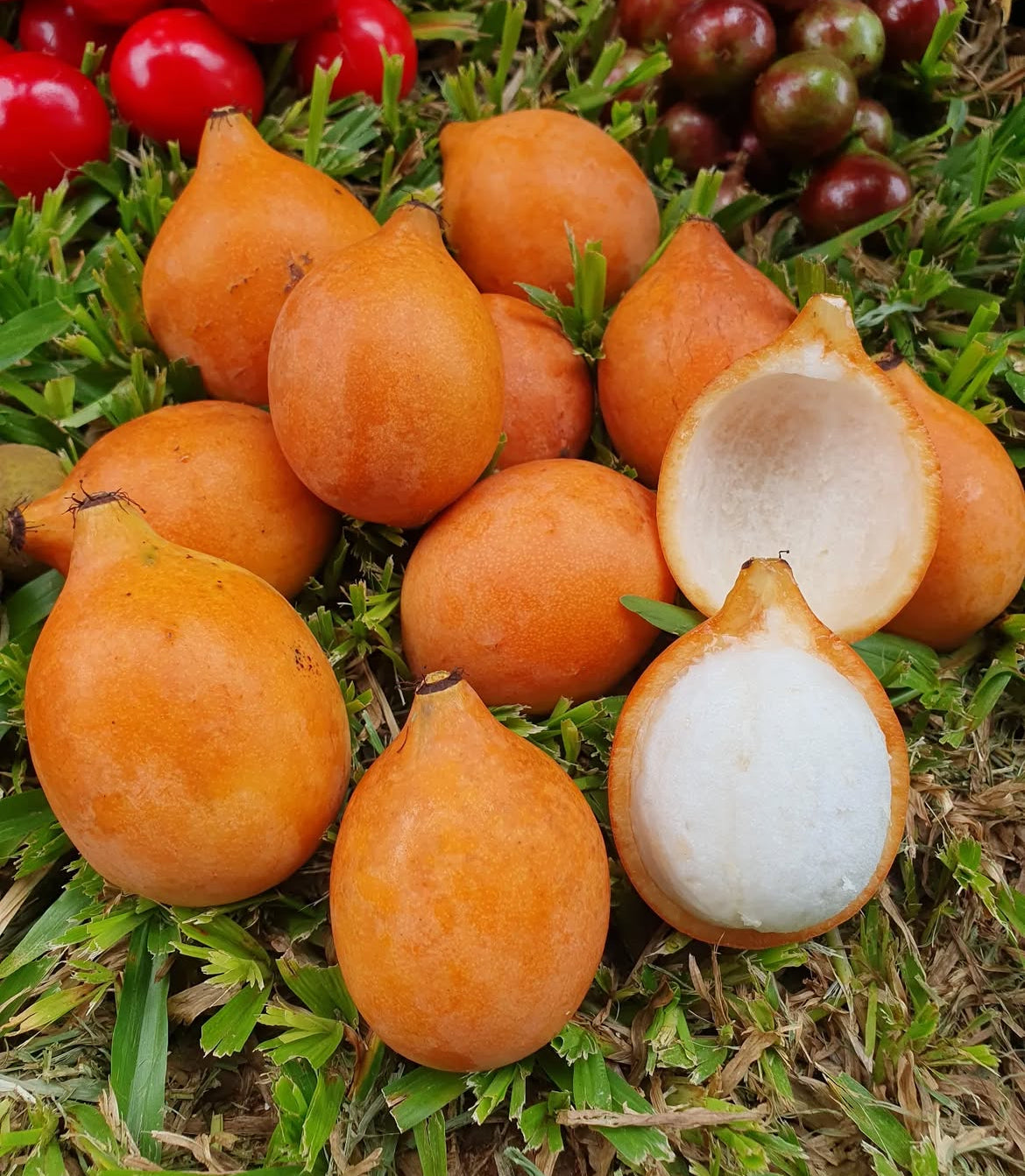 All Fruit, Nut, and Spice Trees – Incredible Edible Landscapes