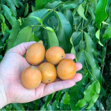 Achachairu Tree