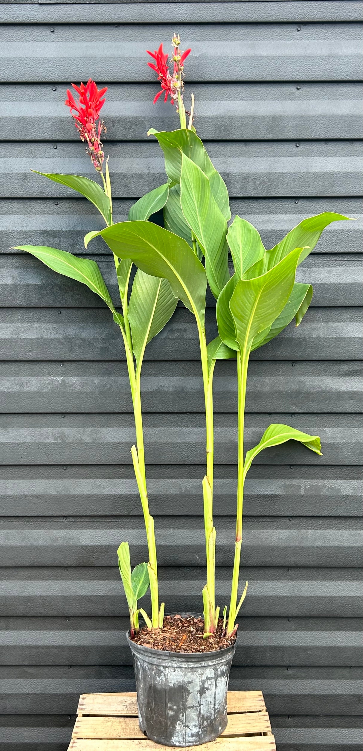 Achira Plant