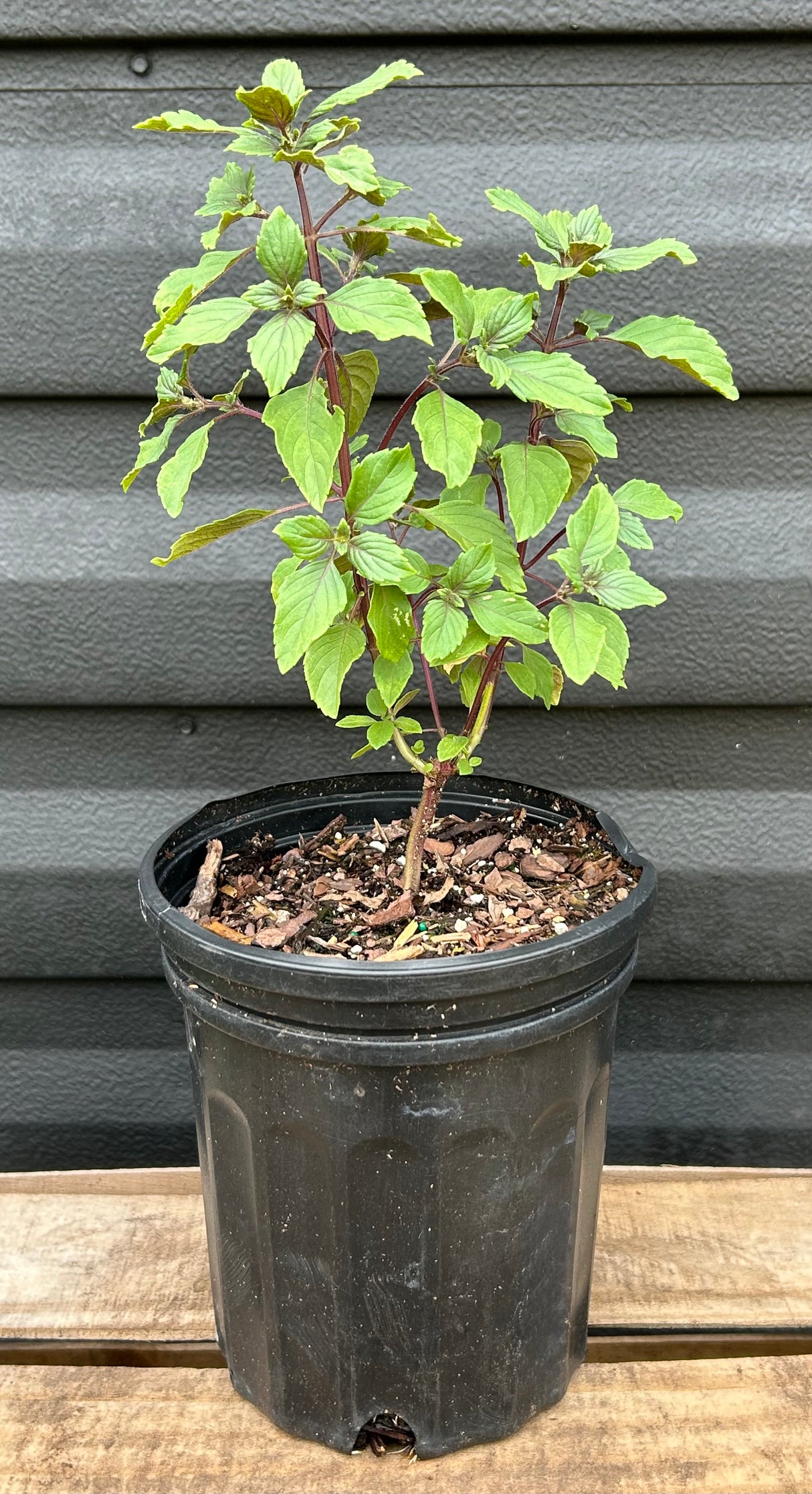 Basil Plant  ‘African Blue’