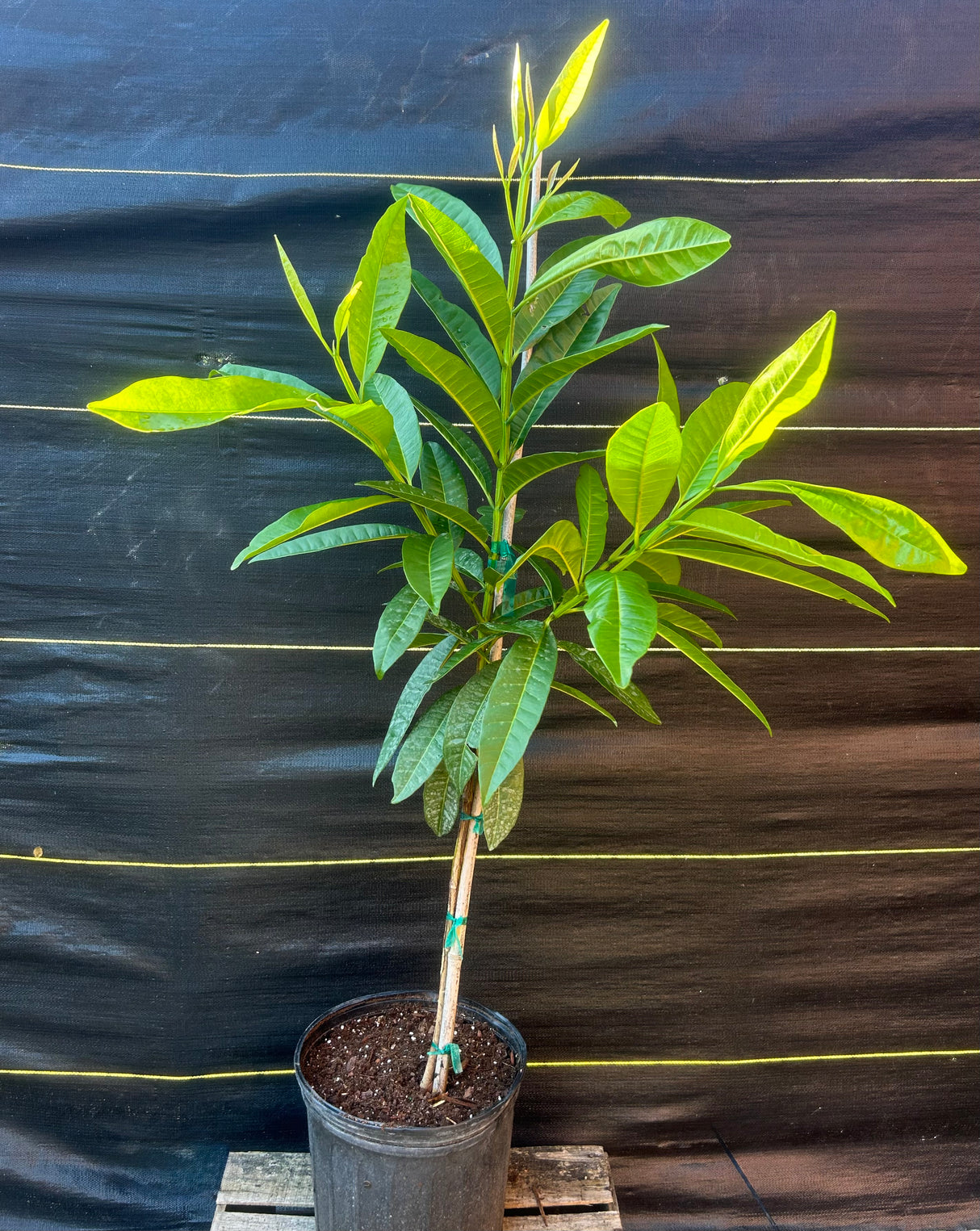Allspice Tree