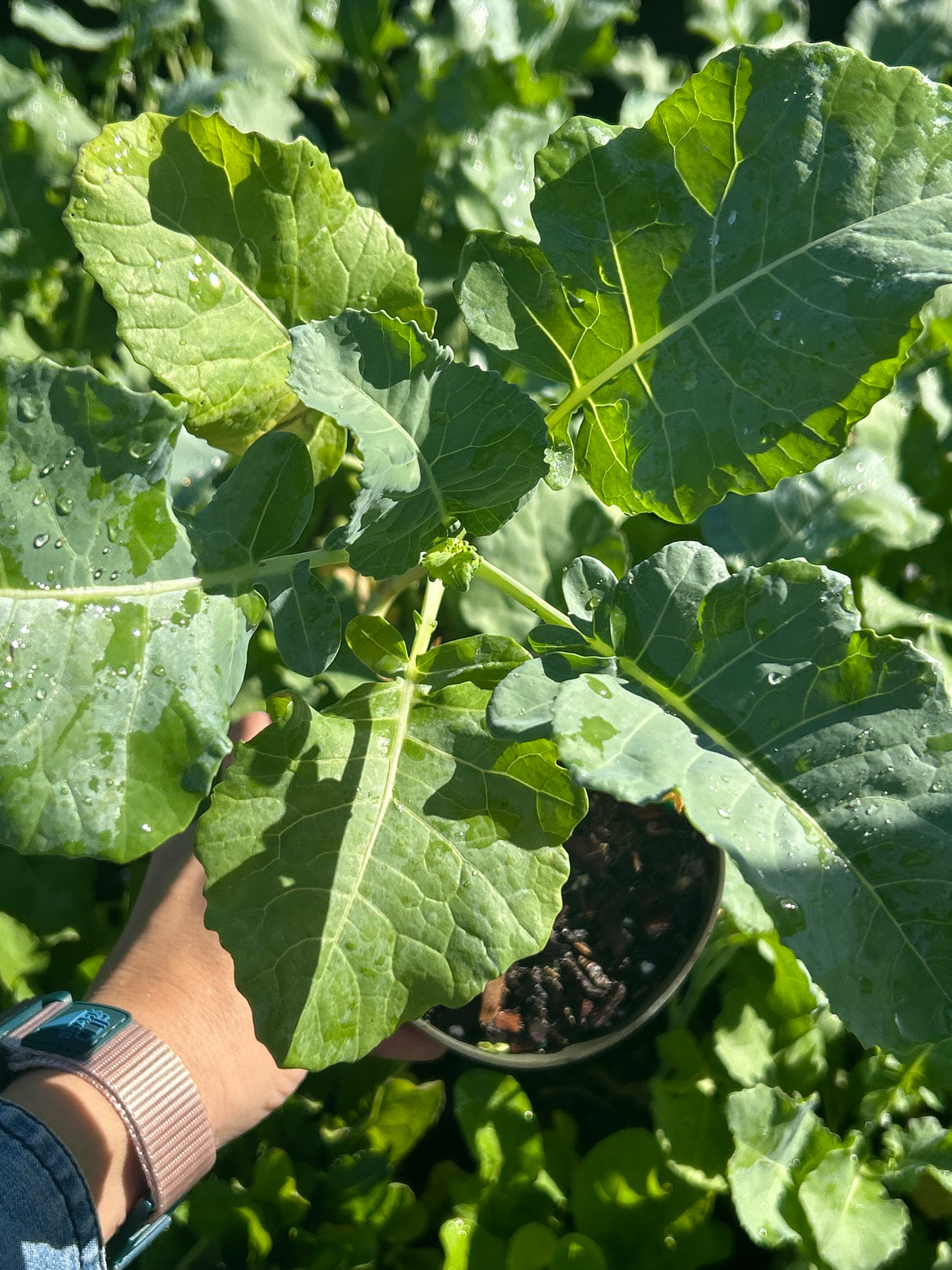 Leafy Greens - 4 inch pot