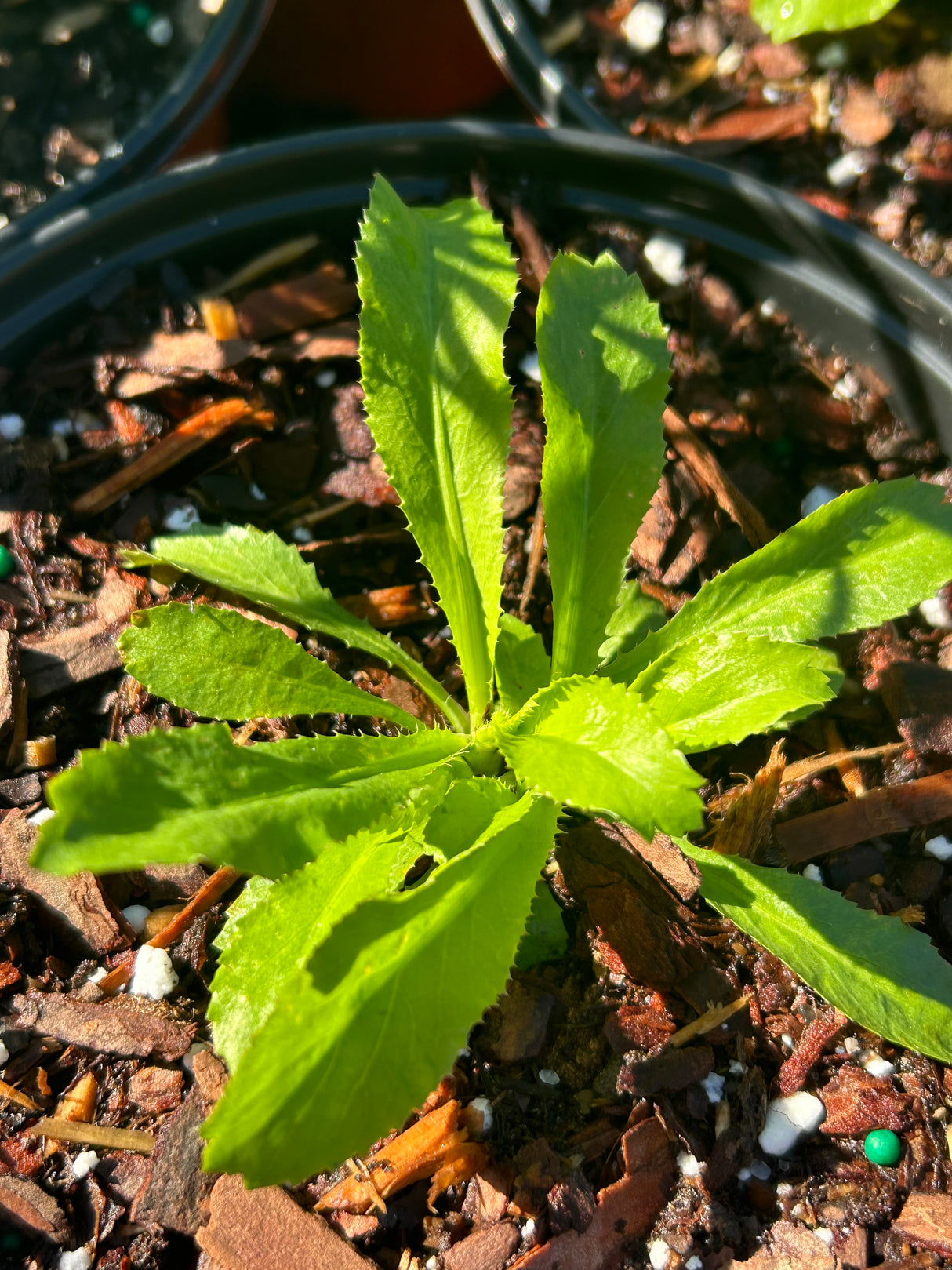 Annual Herb Plant - 6 inch pot