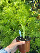 Annual Herb Plant - 6 inch pot