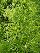 Annual Herb Plant - 6 inch pot