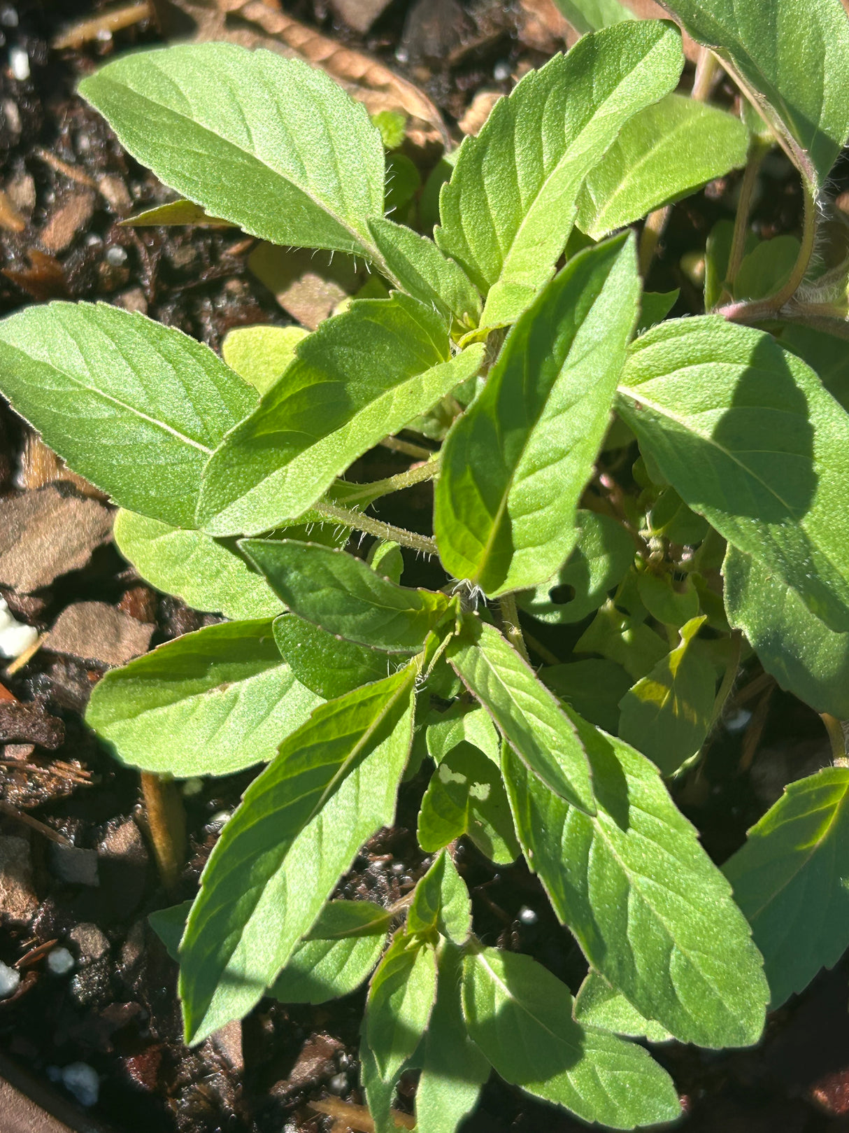 Annual Flowers - 6 inch pot