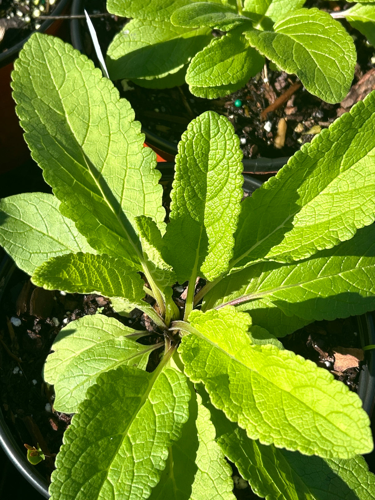 Annual Herb Plant - 6 inch pot