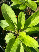 Annual Herb Plant - 6 inch pot