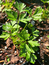 Annual Herb Plant - 6 inch pot