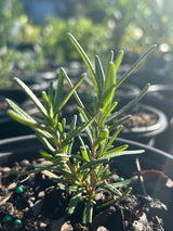 Rosemary Plant