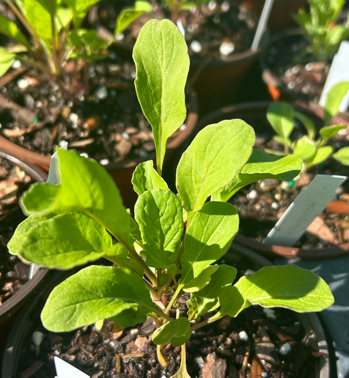 Leafy Greens - 4 inch pot