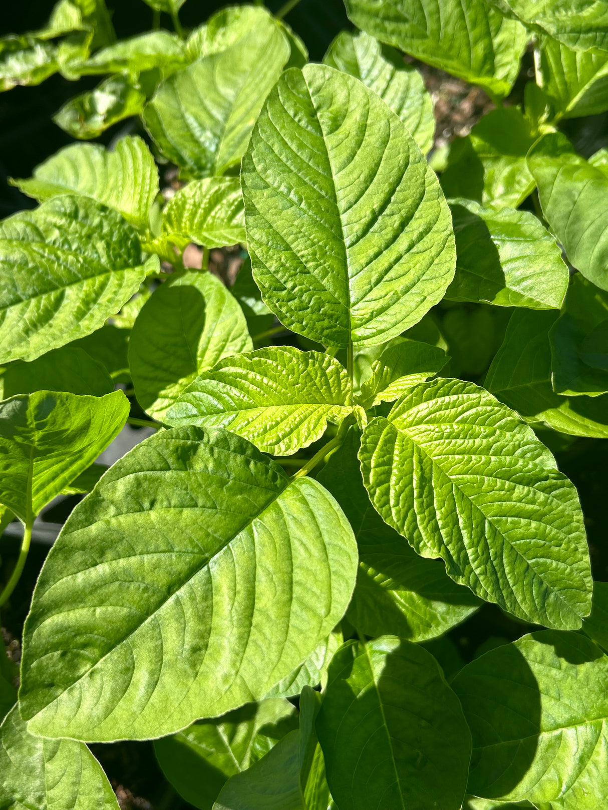 Leafy Greens - 4 inch pot