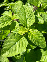 Leafy Greens - 4 inch pot