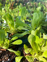 Leafy Greens - 4 inch pot