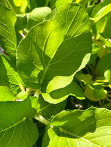 Leafy Greens - 4 inch pot