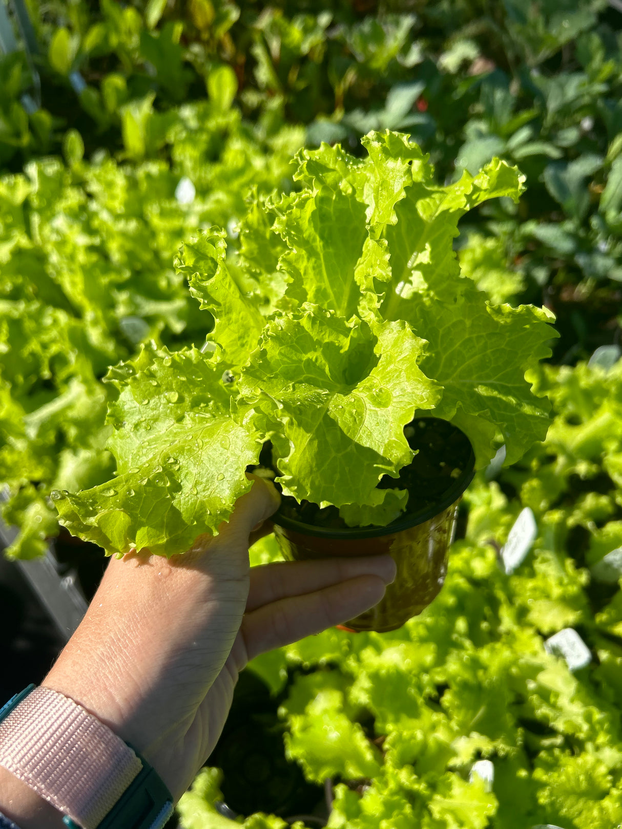 Leafy Greens - 4 inch pot