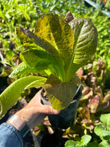 Leafy Greens - 4 inch pot
