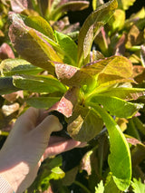 Leafy Greens - 4 inch pot