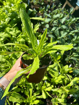 Leafy Greens - 4 inch pot