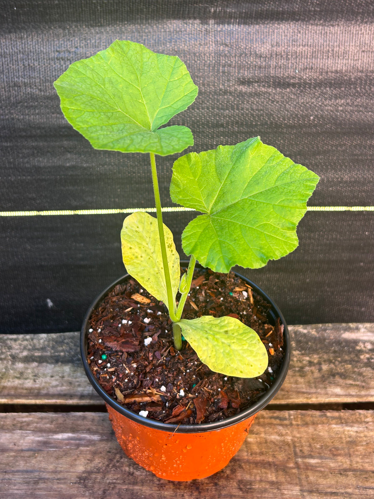 Annual Misc. Vegetable Plant - 6 inch pot